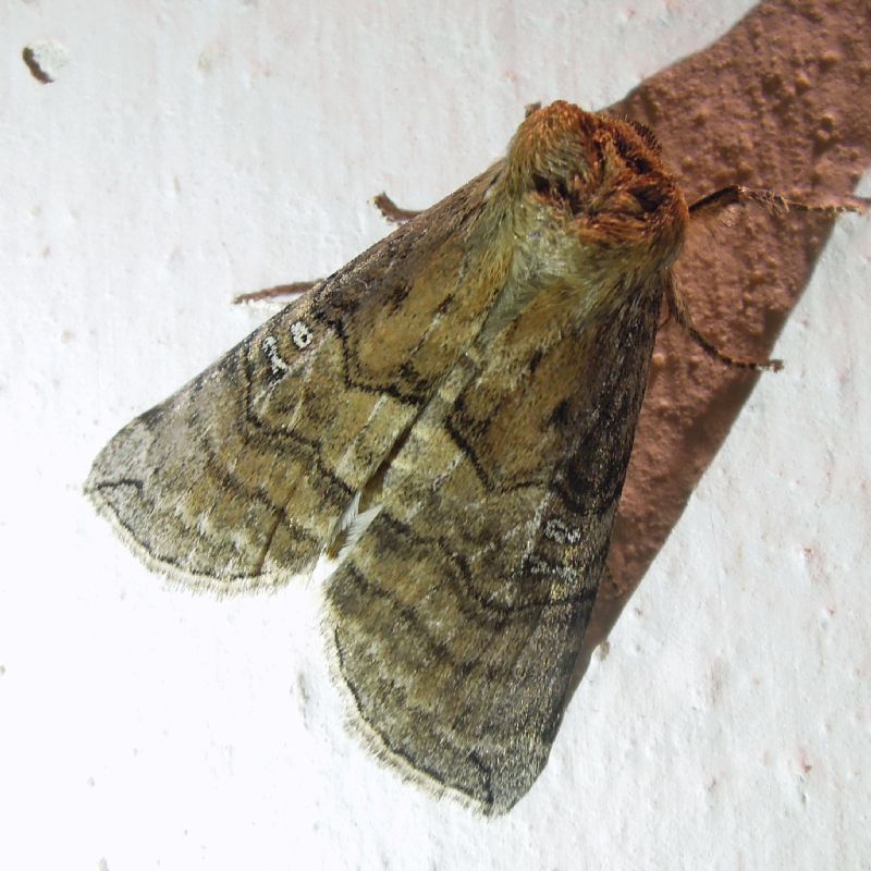 Tethea ocularis (Drepanidae)